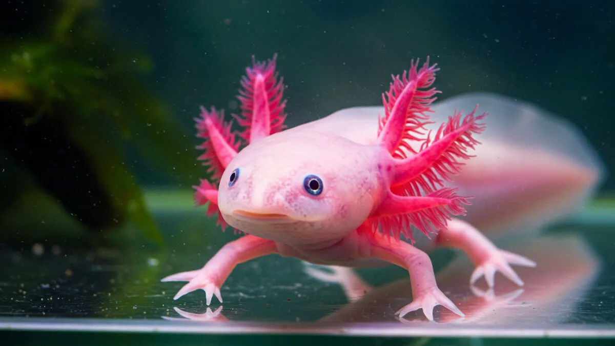 13 Animals That Look Too Weird To Be Real But Are