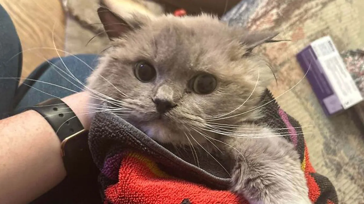 People Couldn’t Contain Their Excitement And Needed To Share 50 Pics Of Their New Adopted Pets (September Edition)