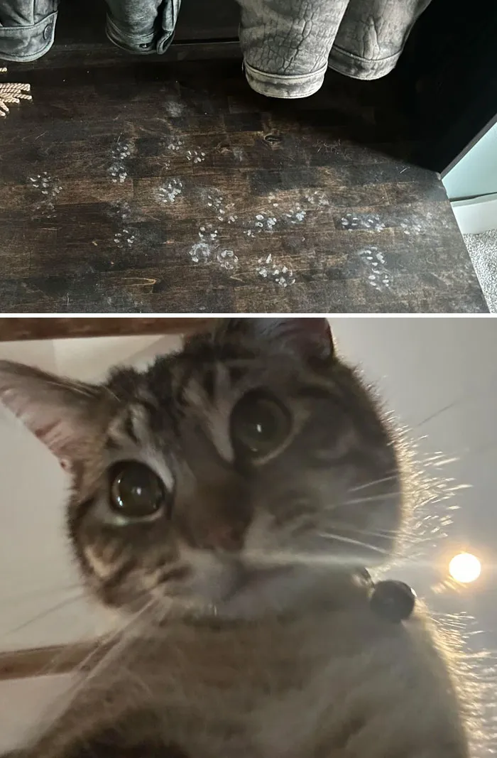 Huellas adorables de patas de gato en el suelo junto a un gato curioso que mira desde cerca de cámara.