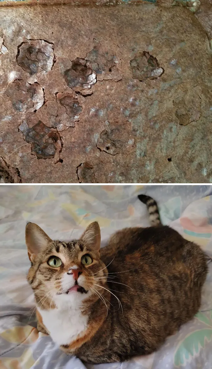 Huellas adorables de patas de gato en la tierra junto a un gato atigrado mirando hacia arriba en una cama.