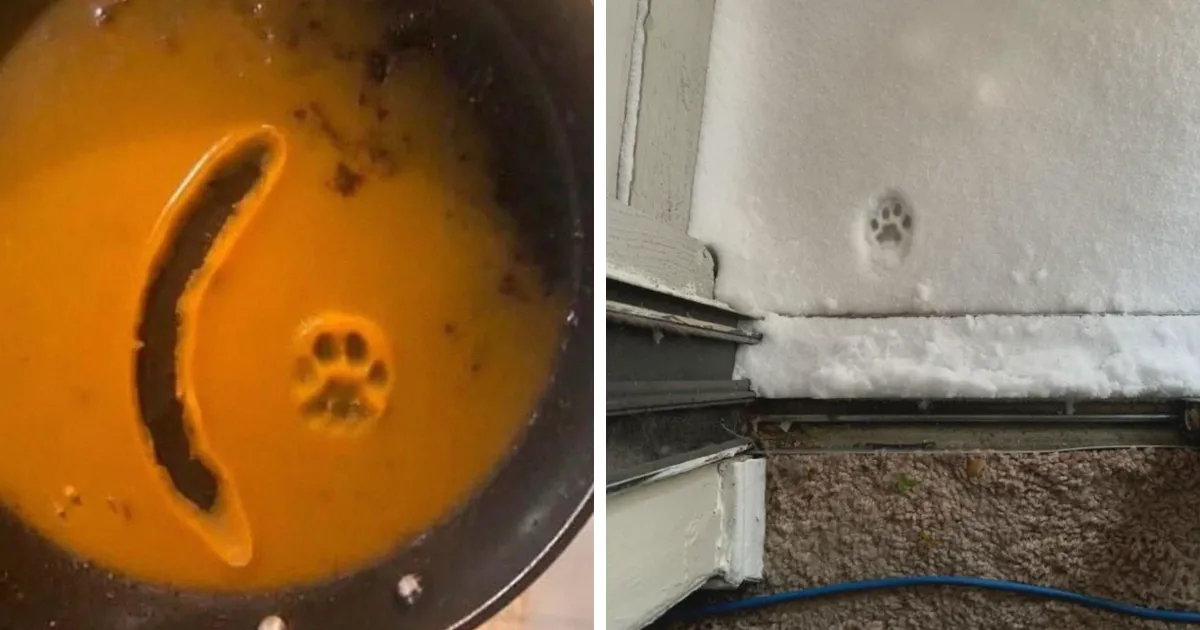 30 Adorables huellas de gato que cuentan una historia sin un solo miau