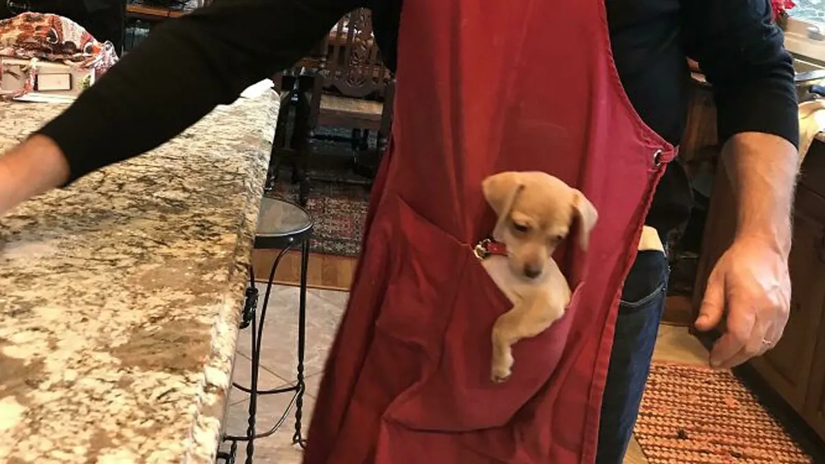 50 Dads Who Said “No Pets” And Ended Up Becoming Total Softies