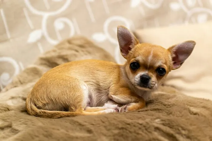 "What Would You Warn Someone Before They Got Your Type Of Pet?": 46 Honest Tips From Our Community