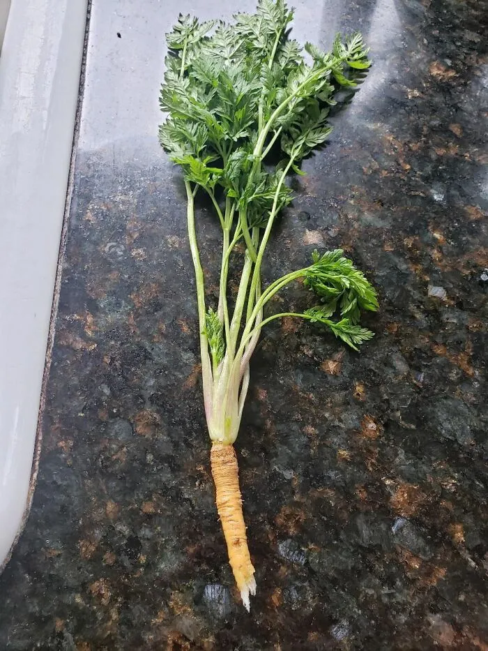 Nunca comas zanahorias silvestres. Esto es cicuta.