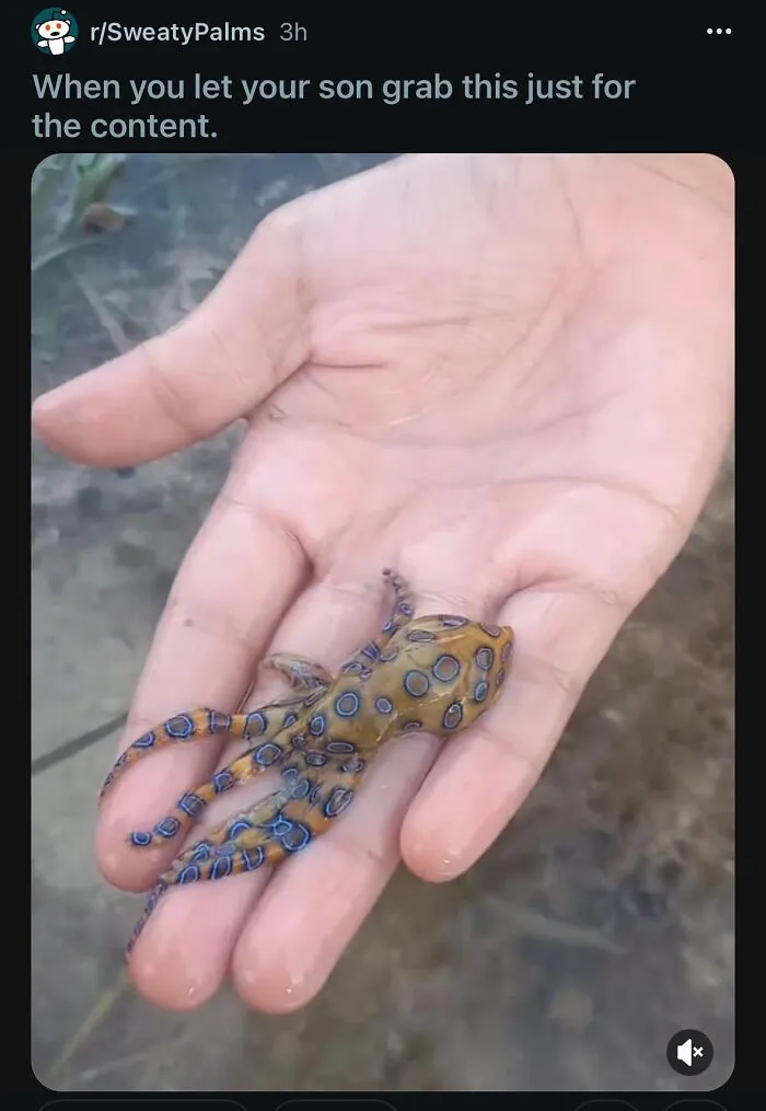 Casually Letting Your Kid Pick Up One Of The World’s Deadliest Creatures