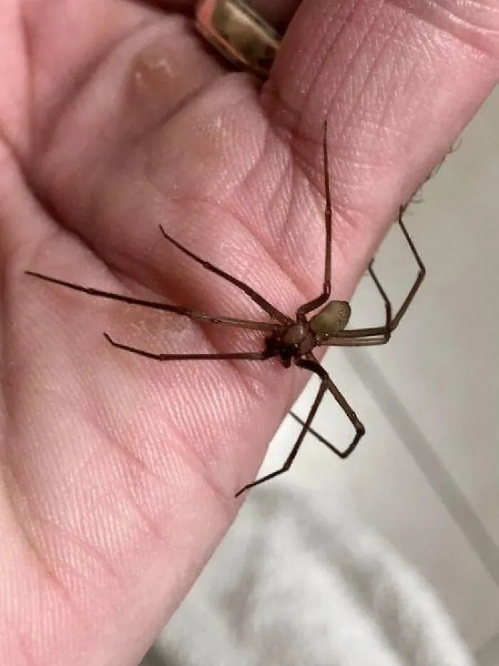 Araña peligrosa sostenida en la mano de una persona, mostrando el peligro sin darse cuenta.