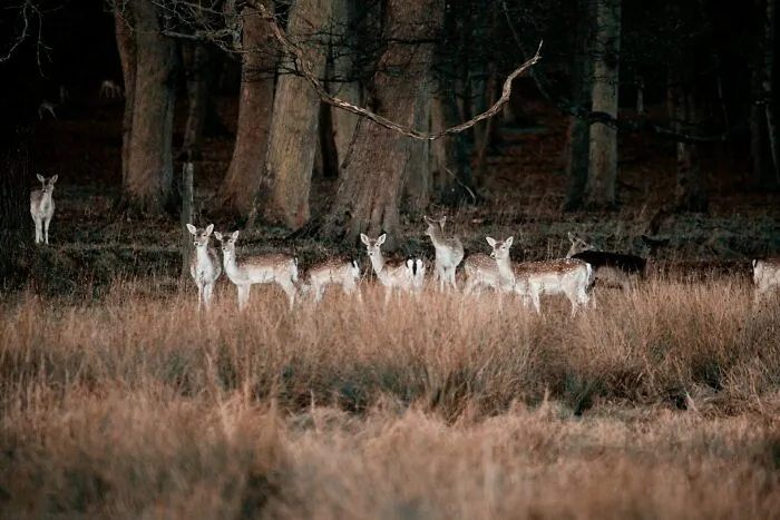 50 People Share Their Terrifying Unexplainable Experiences Out In The Woods