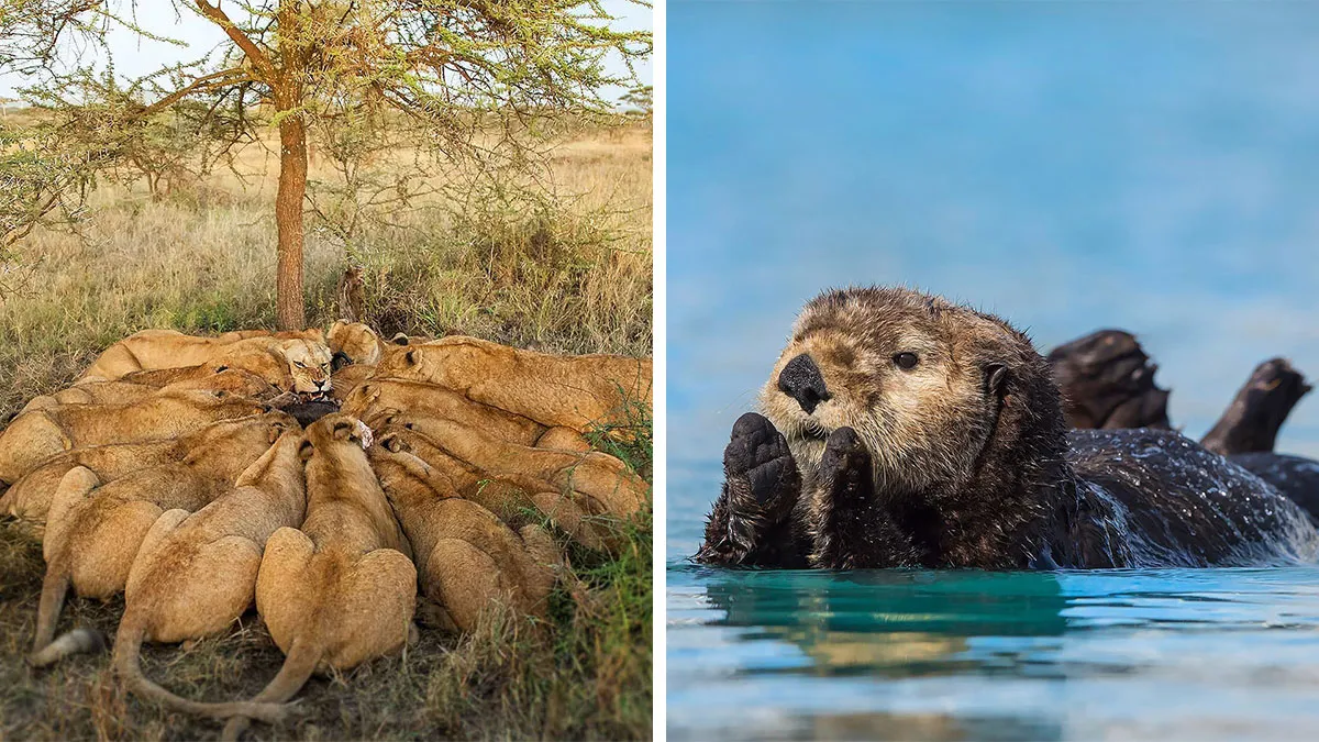 40 Mesmerizing Wildlife Photos From Around The Globe By Daniel Rosengren