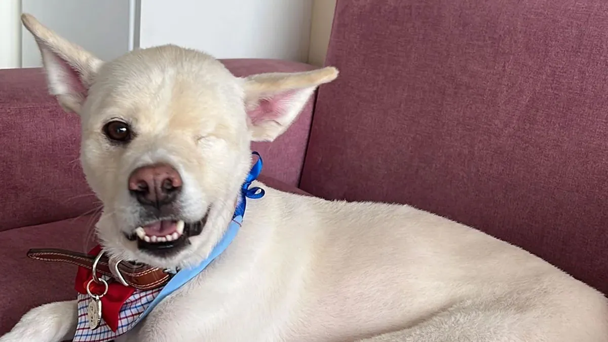 If You Are Having A Bad Day, These 50 Before-And-After Dog Photos Are The Happy Endings You Need To See (New Pics)