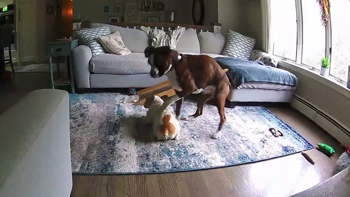 French Bulldog Has Medical Emergency While Owners Are Away, Boxer Bro Comes To The Rescue