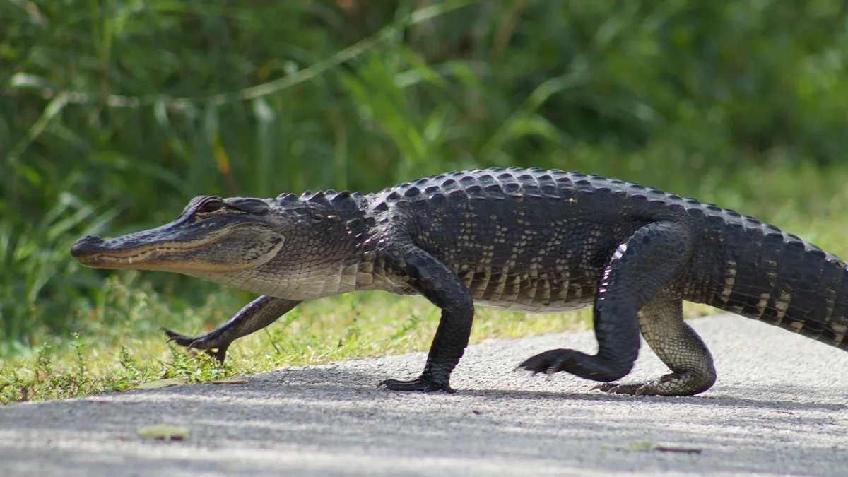 Guy Shops With Emotional Support Alligator For Years Until One Customer Complaint Gets It Banned