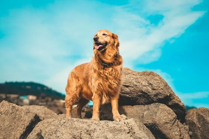 "What Would You Warn Someone Before They Got Your Type Of Pet?": 46 Honest Tips From Our Community