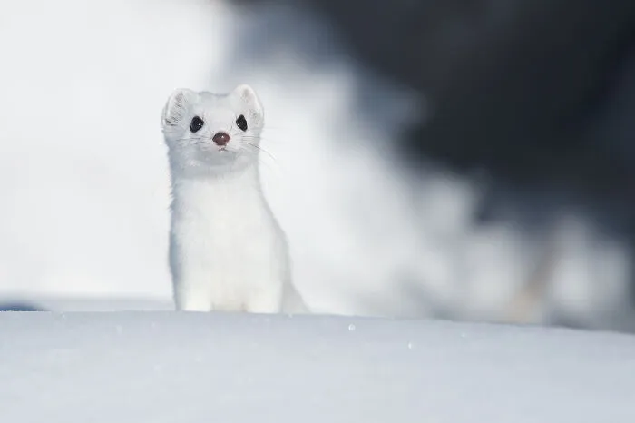 This Photographer Captures The Beauty Of Wildlife And Nature, And Here Are His 50 Best Shots
