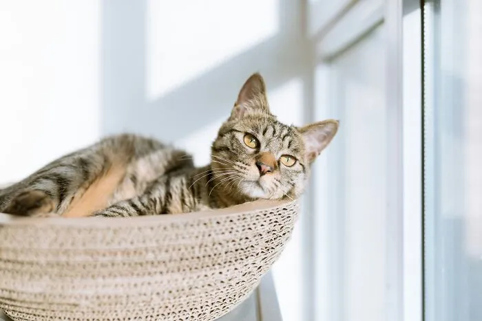 "What Would You Warn Someone Before They Got Your Type Of Pet?": 46 Honest Tips From Our Community