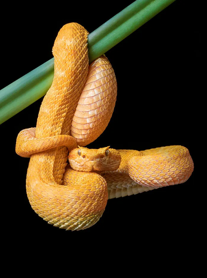 23 Amazing Shots Featuring Various Species Of Animals By This Photographer