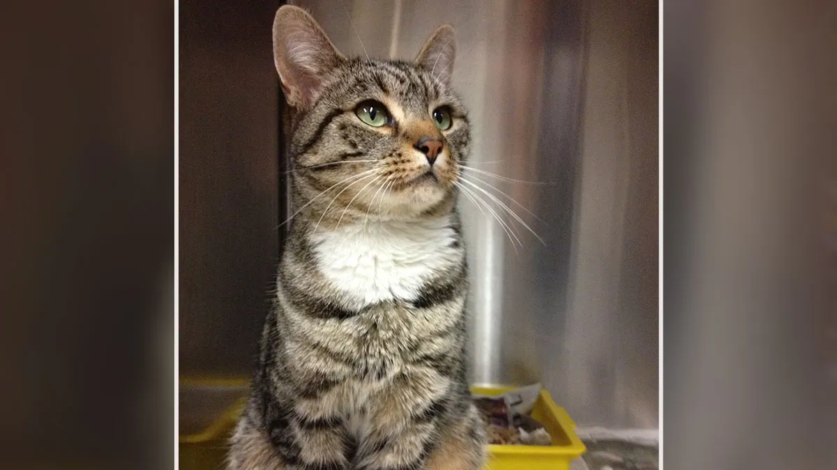 “It Can’t Be Him!”: Owners Astonished When Cat Turns Up Alive And Well After Being Gone For 9 Years
