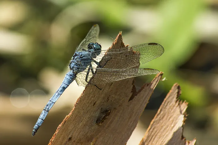 43 Facts So Weird You Might Think They’re Made Up (But They’re Not)