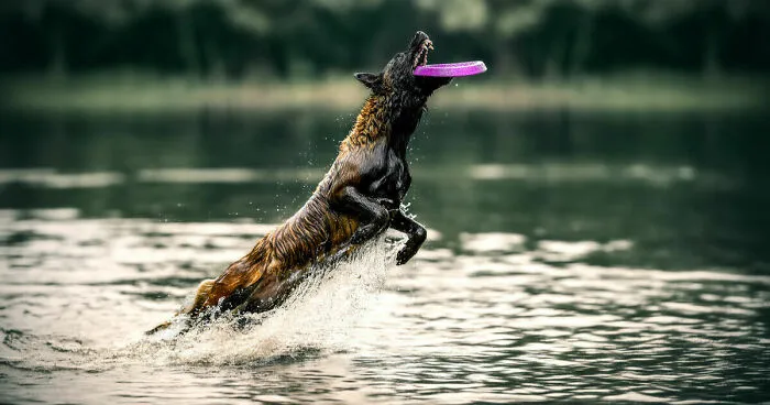 The Art Of Stillness, The Joy Of Motion (3 Pics)