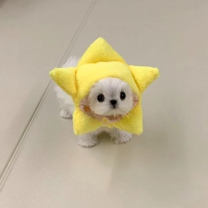 Small white dog wearing a bright yellow star costume, showcasing one of the most wholesome animals in a fun setting.