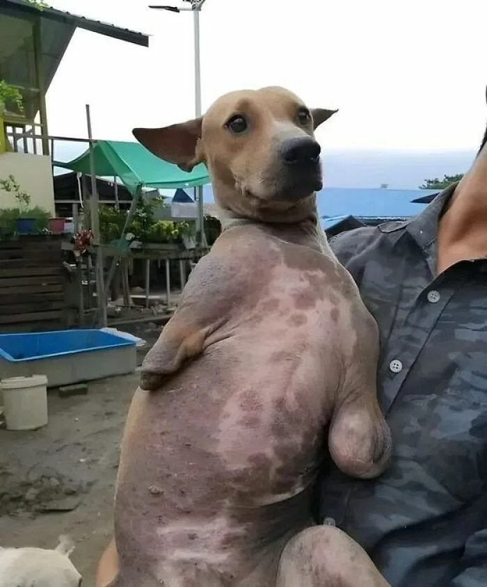 I Still Remember The Day I Met Him. He Was Huddled In The Corner Of A Rescue Center, Trembling Not From Fear, But From Years Of Being Misunderstood