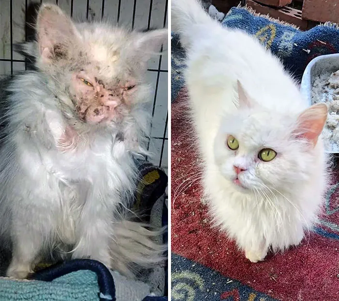 Two Years Ago, She Was Barely Recognizable As A Cat