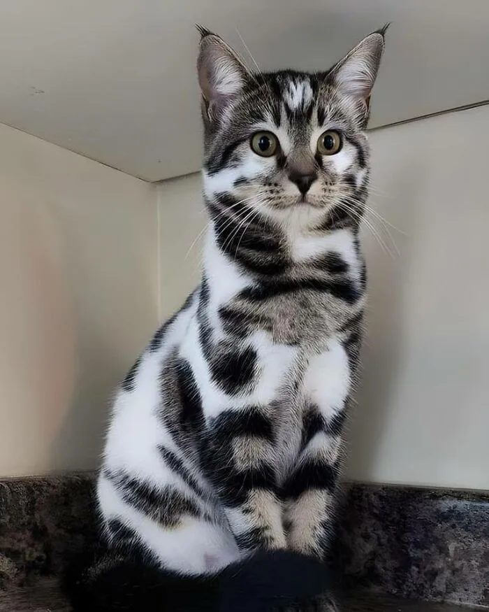 When I Look At Him, I See Not Just The Odd Markings, But A Cat Full Of Personality, Who Had Once Been Overlooked But Has Found A Place In My Heart
