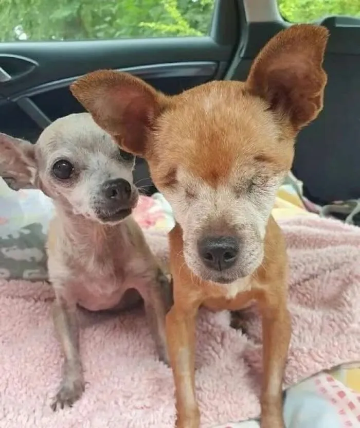 Rusty Can’t See Me. He Lost Both Eyes Due To Untreated Infections Before He Was Rescued. But You Wouldn’t Know It From The Way He Lifts His Face When I Approach