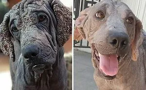 50 Wholesome Photos Of Animals That Might Have You Smiling Uncontrollably