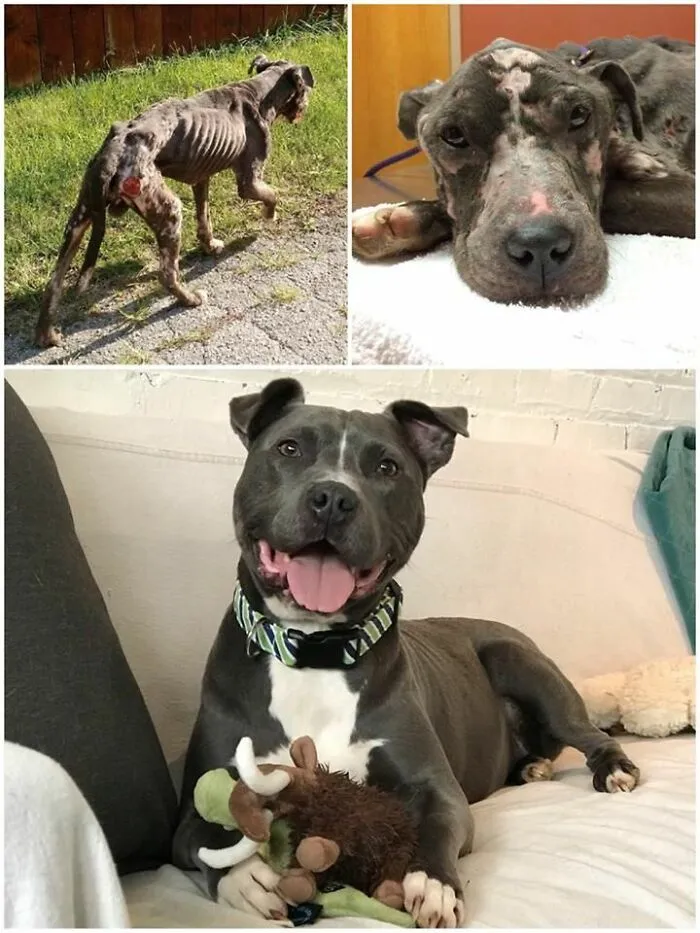 We Named Him Chance, Because That’s What He Was Given A Second One