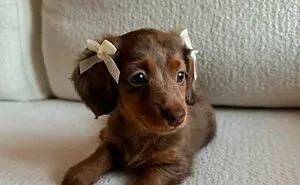 50 Wholesome Photos Of Animals That Might Have You Smiling Uncontrollably
