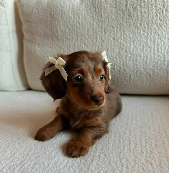 Today Is A Big Day. 🌟 I Am Officially The Cutest Creature In The Universe
