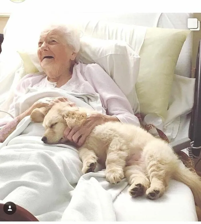 An Elderly Woman, Surrounded By The Quiet Comfort Of Her Hospital Bed, Shares A Bond Of Peace And Love With A Sweet, Sleepy Puppy Nestled In Her Arms