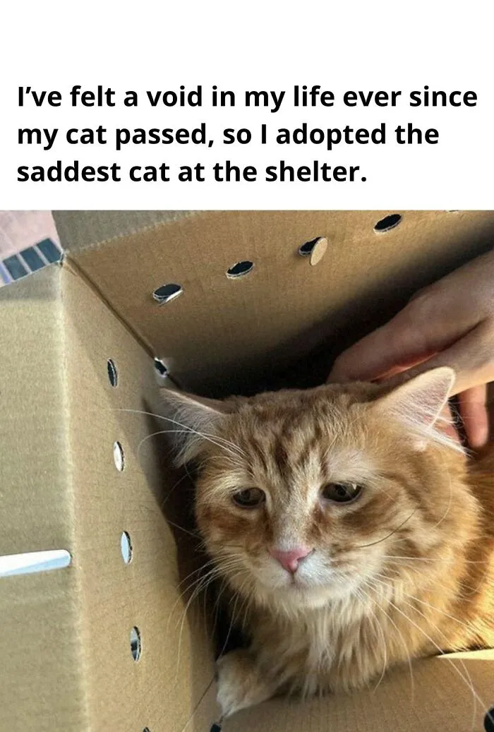 I've Felt A Void In My Life Ever Since My Cat Passed, So I Adopted The Saddest Cat At The Shelter