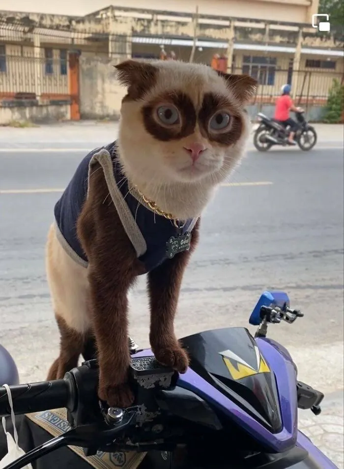 To Me, Gato Is Perfect