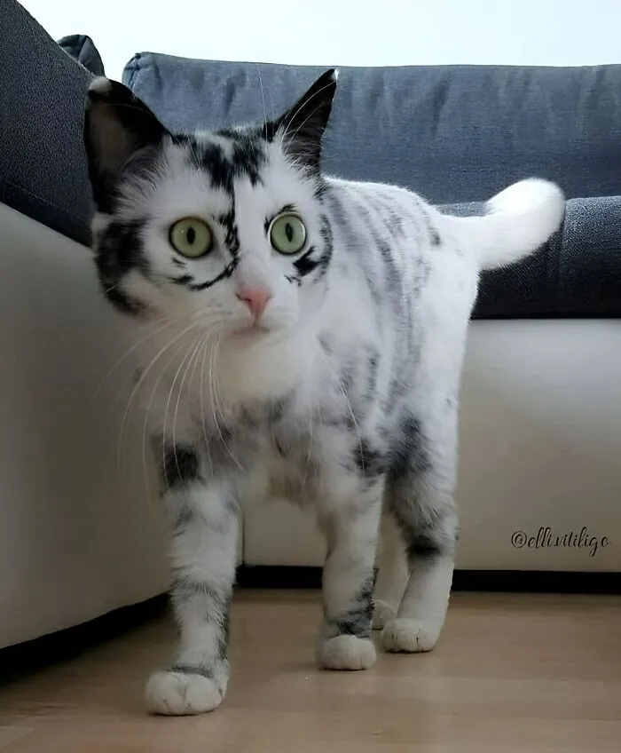 Black and white cat with bright green eyes walking on wooden floor, showcasing fun with animals in a home setting.
