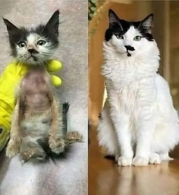 This Is What Rescue Means