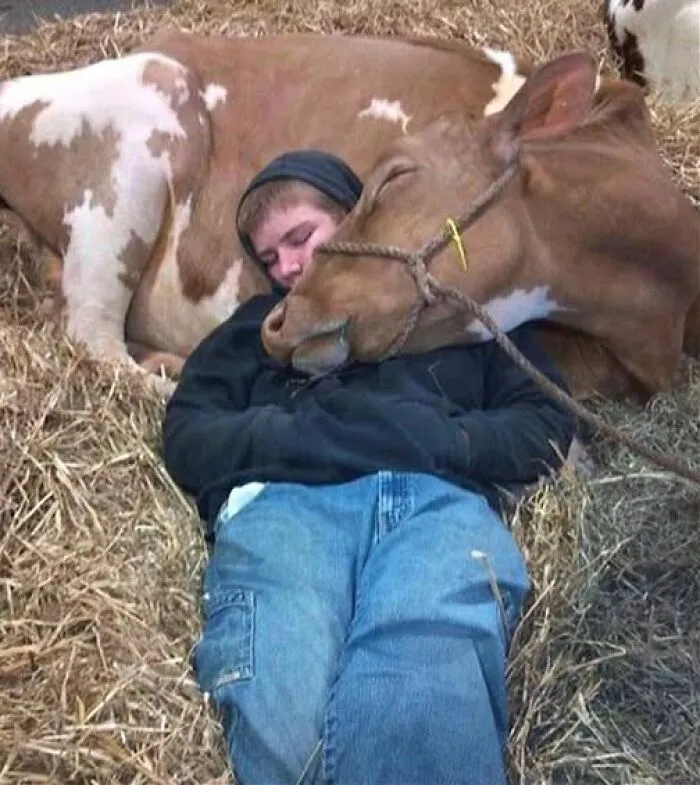 Our Cow Was Not Feeling Good Last Night. In The Morning, When I Woke Up, I Went To Check And Saw This - My Son Sleeping Peacefully Next To The Cow