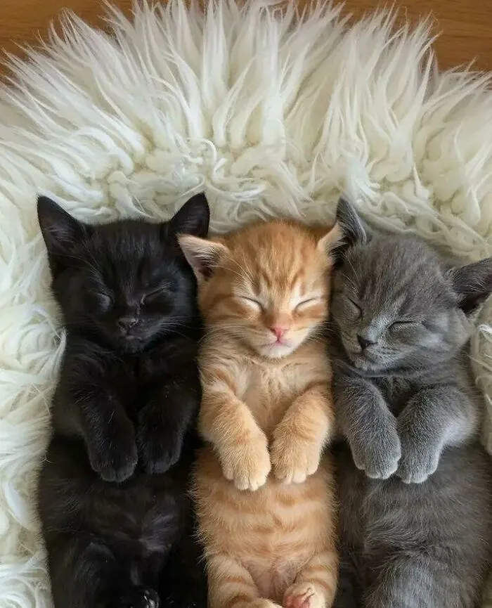 These Three Little Brothers, So Different From Each Other, I Found Them One Day Under A Bridge
