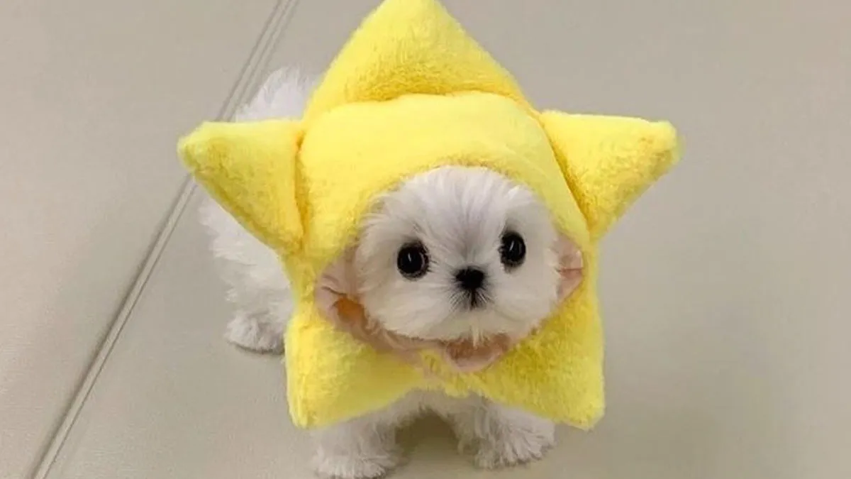 50 Wholesome Photos Of Animals That Might Have You Smiling Uncontrollably