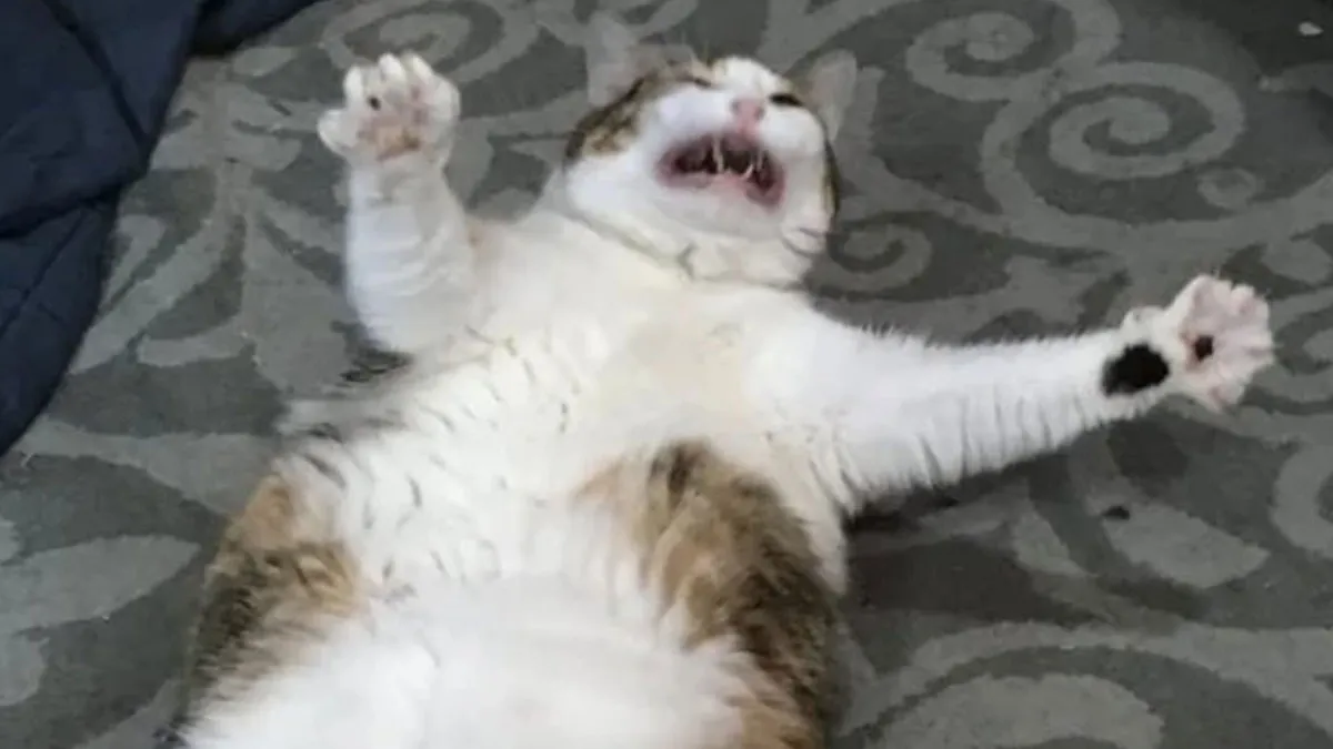 50 Hilarious Cat Memes And Pics That Prove They’re The Best Antidote To Stress