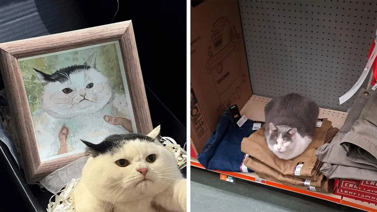 This Facebook Group Is The Place For Wholesome Animal Comedy, And These 38 New Photos Prove It