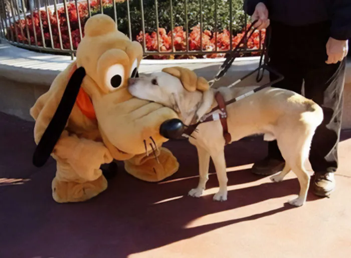 Perro guía haciendo amigos en disneyworld