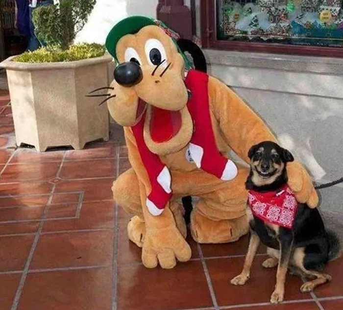 Perro contento al conocer a Pluto