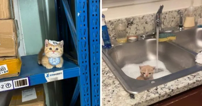 50 Times Animals Charmed Us With Being In Very Weird Places