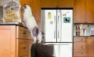 50 Memes That Blend Internet’s Most Favorite Things — Humor And Cats (New Pics)