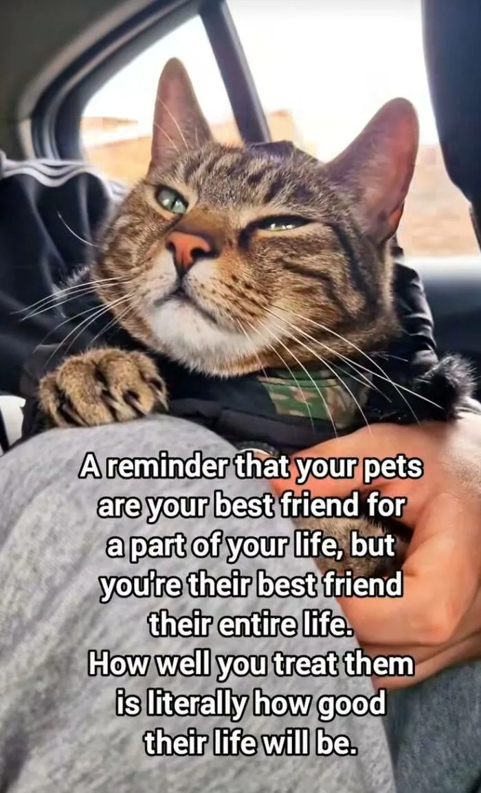 50 Memes That Blend Internet’s Most Favorite Things — Humor And Cats (New Pics)