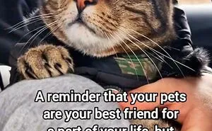 50 Memes That Blend Internet’s Most Favorite Things — Humor And Cats (New Pics)