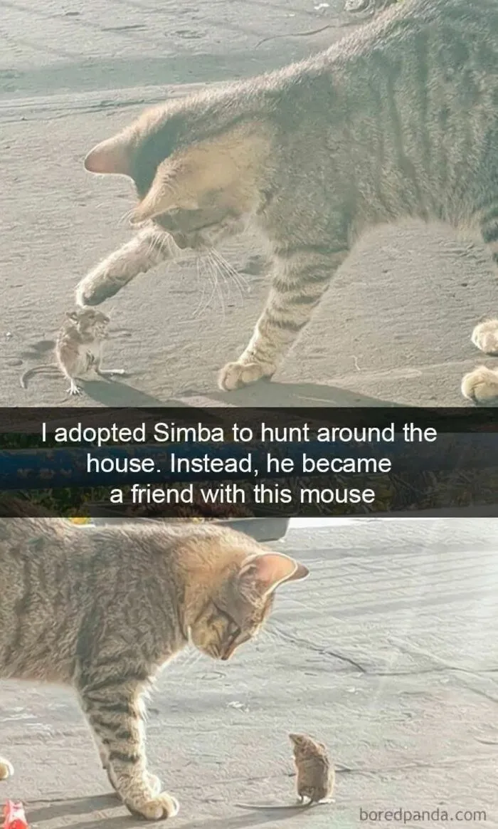 50 Memes That Blend Internet’s Most Favorite Things — Humor And Cats (New Pics)