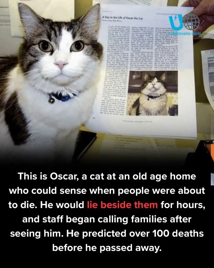 50 Memes That Blend Internet’s Most Favorite Things — Humor And Cats (New Pics)
