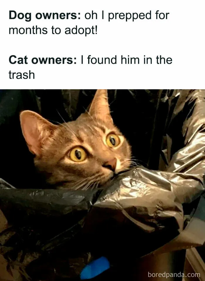 50 Memes That Blend Internet’s Most Favorite Things — Humor And Cats (New Pics)